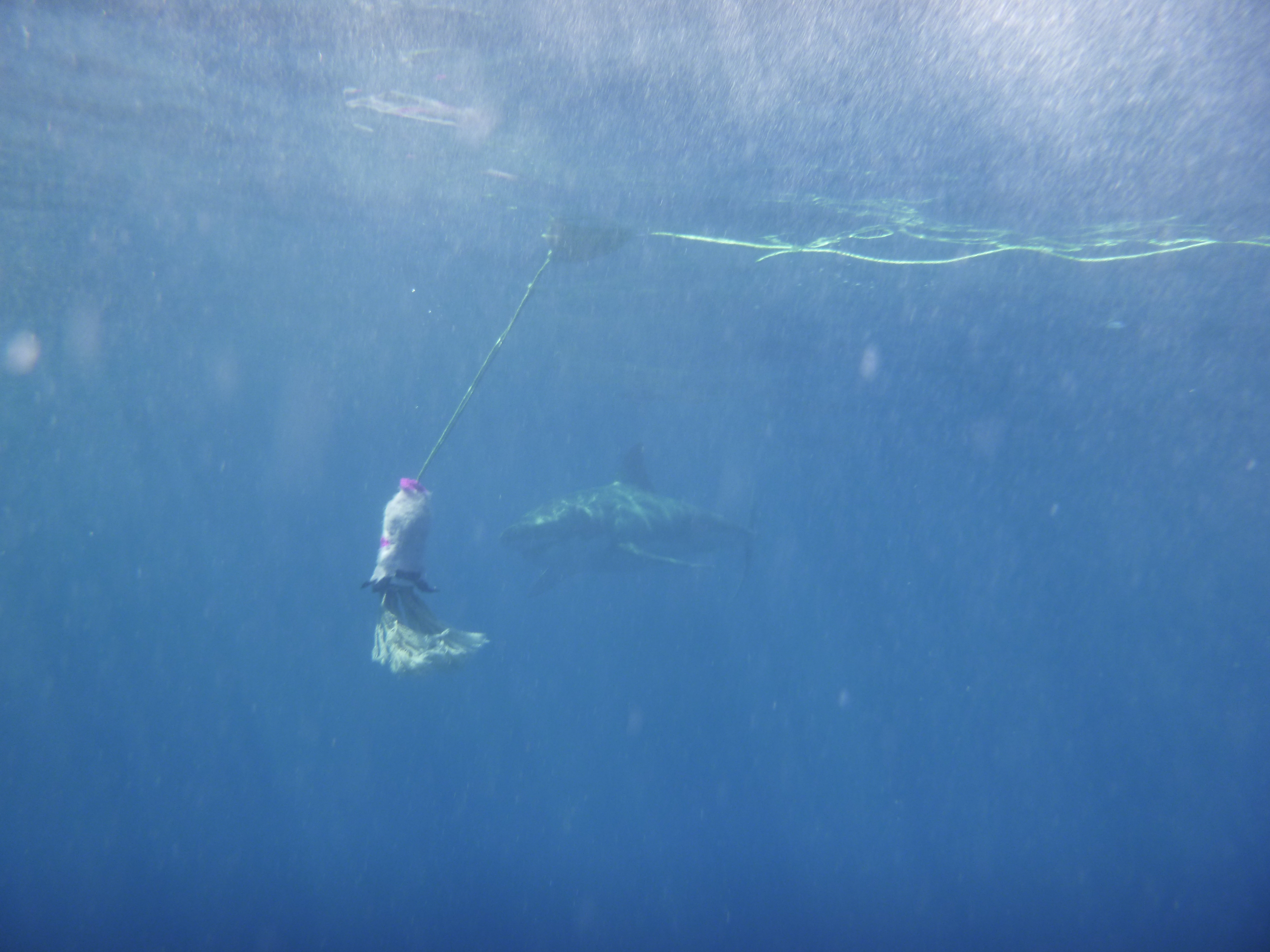 Cage Diving with Great White Sharks